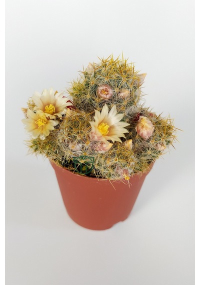 Mammillaria Prolifera Teksas Meme Kaktüsü Krem Çiçek Açan Kaktüs