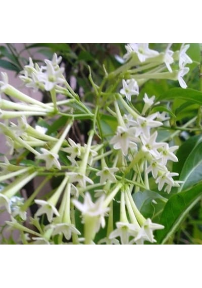 Melisa Çiçeği Cestrum Nocturnum 10 Adet