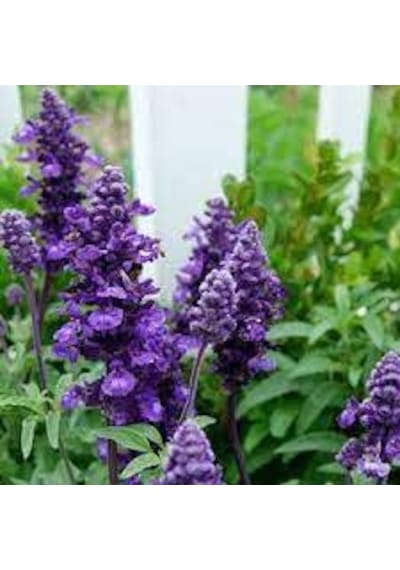10 Adet Tohıum Adaçayı Çiçeği Tohumu Mor Ada Çay Çiçek Tohumu Sak