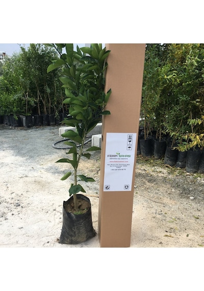 Tüplü Fukumoto Portakal Fidanı Yaş 1-2 Boy 90-110 Cm