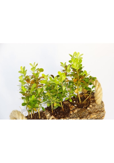 Ofis Bitkisi Buxus 2 Adet - Trio Set  5349