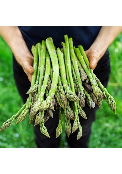 Doğal Geleneksel Asparagus Kuşkonmaz Tohumu 20 Tohum