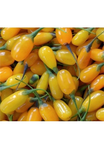 Sarı Goji Berry Fidanı 10 Adet
