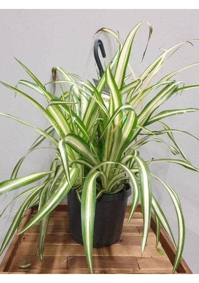 Alacalı Formlu Kurdele Çiçeği 1 Adet Makrome Saksılı Chlorophytum Comosum
