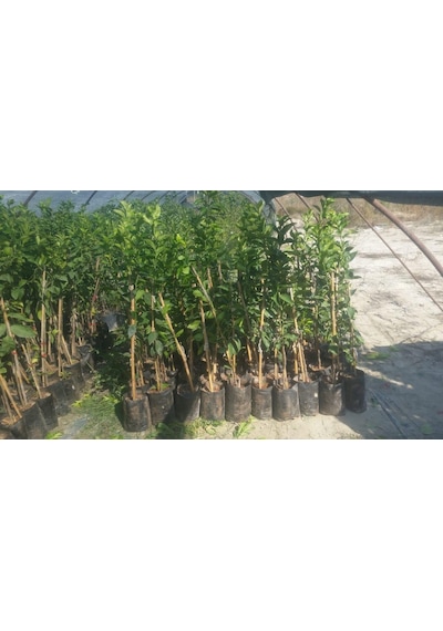 Sansutma Mandalina  Fidanı