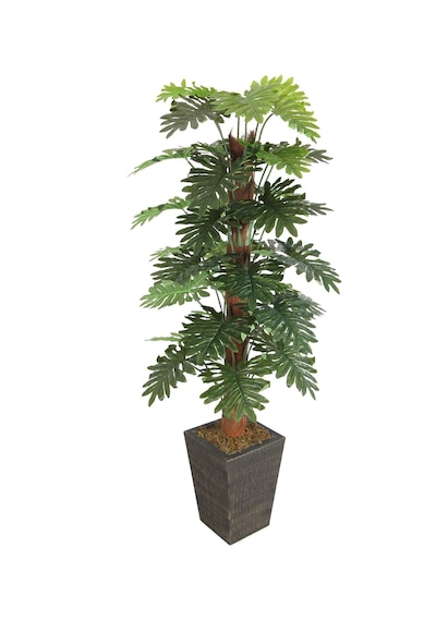 Yapay Çiçek Deposu 36 Yapraklı Yapay Philodendron Deve Tabanı Ağacı 190 Cm Ahşap Siyah Gold-saksıda