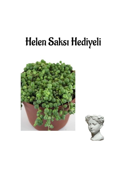 Avantajlı Sevgililer Gününe Özel Tespih-boncuk Çiçeği Bitkisi Helen Saksı
