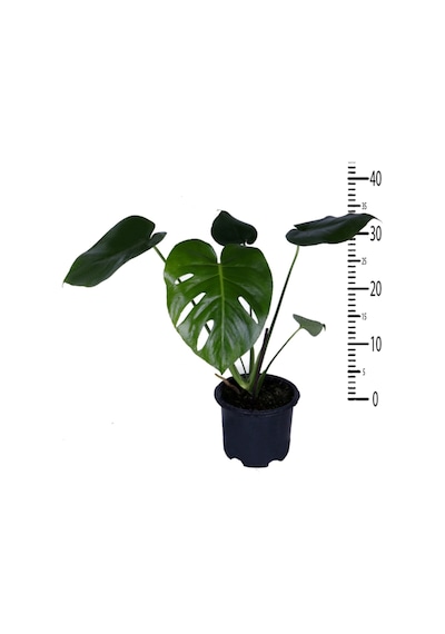 Deve Tabanı - Monstera Deliciosa - Bitki Boyu 30-40 Cm