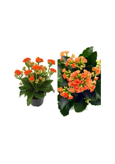 Emel Hanım Çiçeği Kalanchoe Çiçeği Kalanşo Turuncu 8.5 Saksıda Çiçekli Bodur Bitki