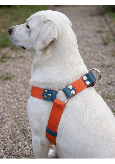 Köpek Göğüs Tasması Orta Ve Büyük Irk Ayarlamalı Kolon Kordon Neon Turuncu