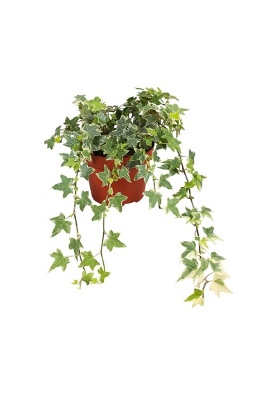 Mini Hedera Alacalı Salon Sarmaşığı- Hedera Helix Variegata Askılı Saksıda 5 Adet