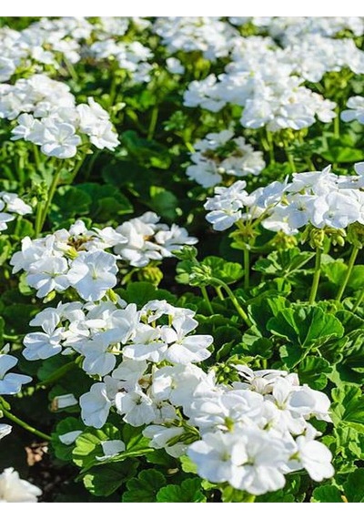 4lü Set Sardunya Çiçeği Fidanı 15-30cm Saksılı Pelargonium Flower