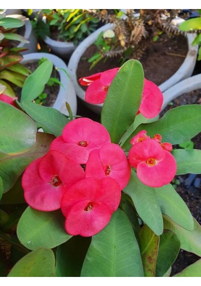İthal Dolgun Pembe Renkli Saksılı 1 Adet Milli Dikenler Tacı Euphorbia Milii
