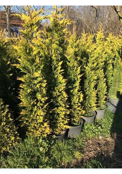 Videolu Mis Kokulu 1 Adet Sarı Leylandi Fidanı 40-60cm Saksılı Yellow Leyland Sapling