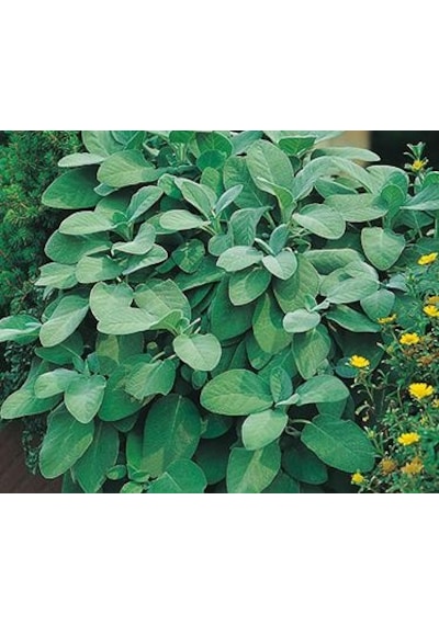 10+ Geniş Yapraklı Adaçayı Tohumu N111998