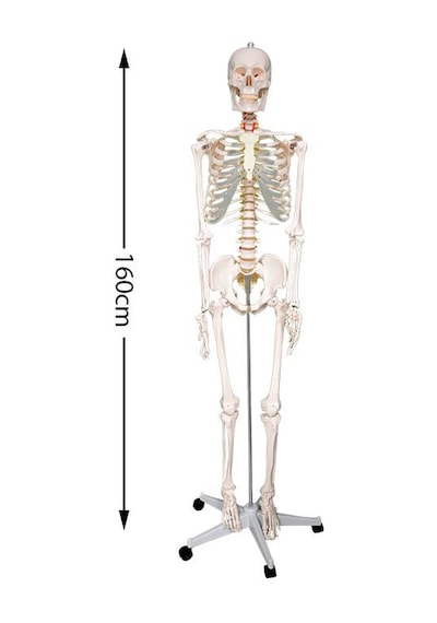 Temel Büyük İskelet Modeli 160 Cm