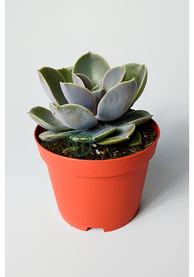 Echeveria Pollux Rozet Sukulent Özel Tür 8.5 Kırmızı Saksıda