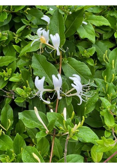 Hanımeli Beyaz Çiçekli 30 50 Cm 1 Adet Dış Mekan Sarmaşık Bitkileri Caprifoliaceae