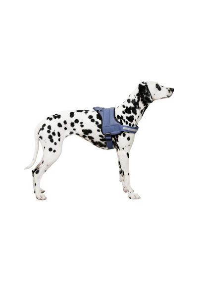 Belden Köpek Tasması Maestro 2.0 L 64-90 cm x 25 mm Mavi