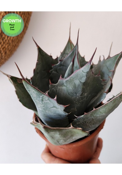 Agave Parryi Turancata 1 Adet