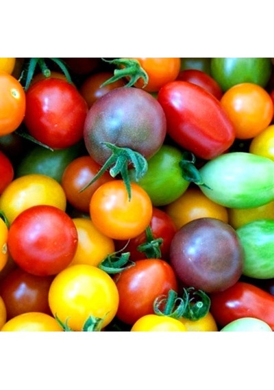 Gökkuşağı Cherry Domates Tohumu Regarenk Domates Tohumu Ekim Seti 10 Adet Tohum + Saksı+toprak