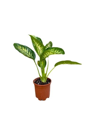 Serada Decor Plant Difenbahya Bitkisi - Dieffenbachia Tropical Snow 30 - 50 Cm
