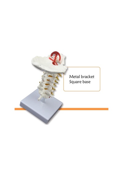 Omurga Boyun Maketi Model 21