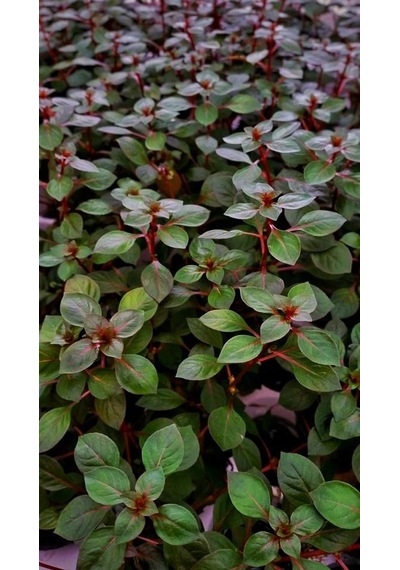 Ludwigia Mini Süper Red Akvaryum Bitkisi Yeşil Formda 5 Dal