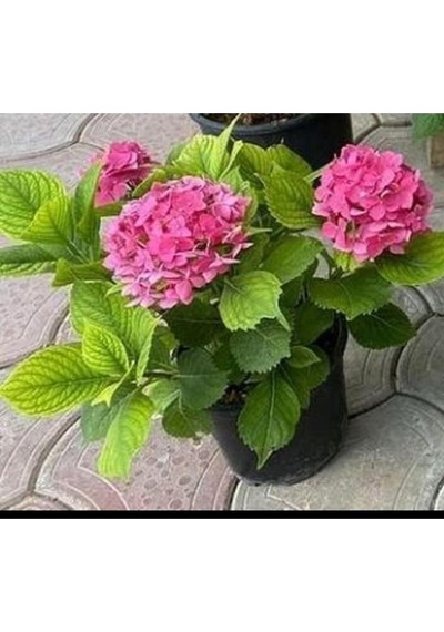 Fuşya Canlı Çiçek Ortanca Pembe Hydrangea Macrophylla 10-20 Cm