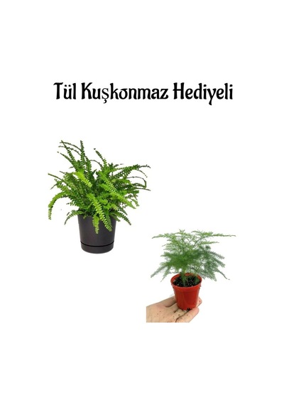 Anneler Gününe Özel Aşk Merdiveni Çiçeği Tül Kuşkonmaz Bitkisi