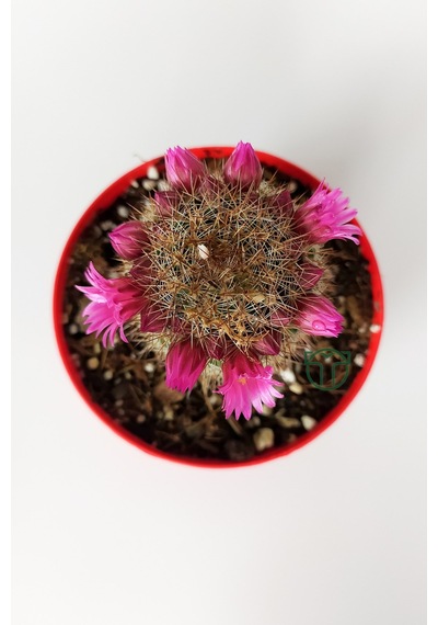 Mammillaria Spinosissima Lila Çiçekli Kaktüs Özel Tür 8.5 Saksıda