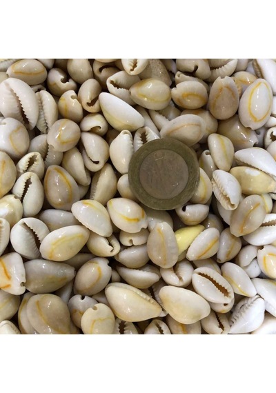 Tahtakale Toptancı Cyprea Annulus -kavrulmuş Kiloluk Deniz Kabuğu 1 Kg