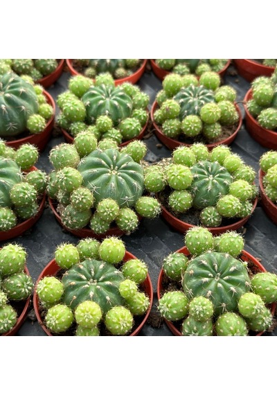 Çiçek Açan Tür, Bol Yavrulu Matucana Polzii Kaktüsü 5.5cm Saksıda Gönderilir 1 Adet
