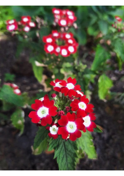 Videolu Yayılıcı Kırmızı Mine Çiçeği 1 Adet Saksılı 15-30 Cm Bahçe Yer Bitkisi Verbena Officinalis