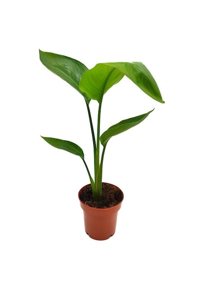 Starliçe Beyaz Cennet Kuşu /yavru Sağlıklı 20-40cm Saksılı Salon Çiçeği