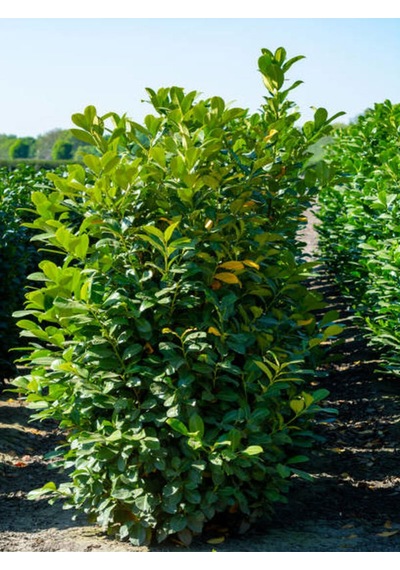 Videolu Şimşir Çalı 30-40 Cm Saksılı/tüplü Dış Mekan Bitkileri Buxus Microphylla 'faulkner'