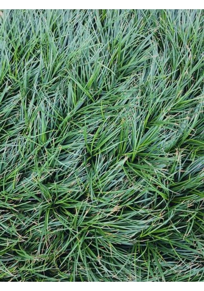 Favori Ürün Bahçe Dekoratifi Mavi Çim 10 30 Cm 3 Adet Saksılı Dış Mekan Bitkisi Blue Fescue
