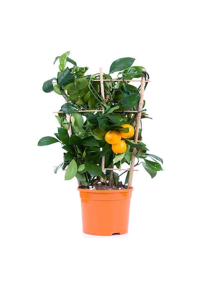 Kamkat Fidanı Bodur 50 60 Cm 1 Adet Dragon Anaç Saksılı /tüplü Meyve Ağacı Kumquat
