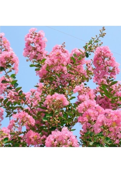Pembe Oya Çiçeği Fidanı 40-80 Cm