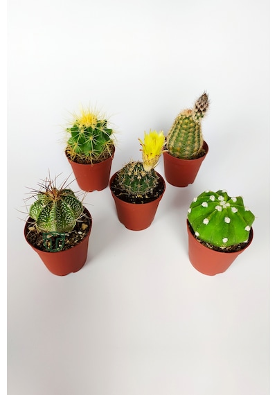 5 Li Kaktüs Set