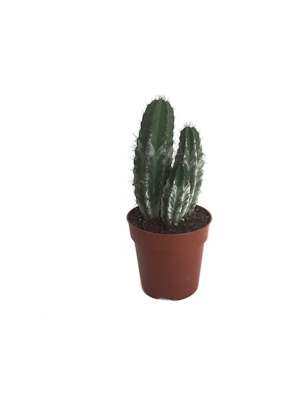 Polaskia Chichipe (Kaktüs) Ø8,5 CM Y10-15 CM