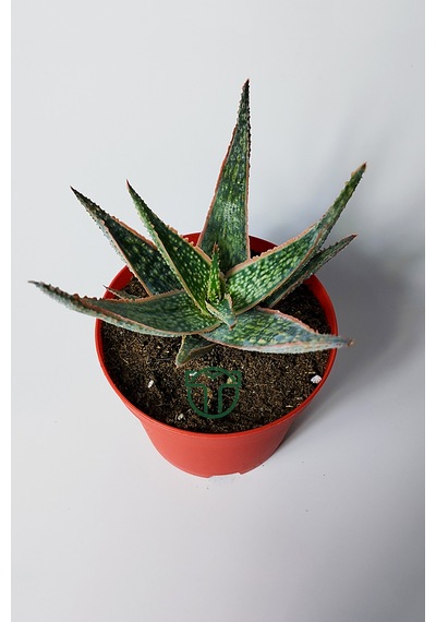 Aloe Christmas Carol Sukulent Renkli Yapraklı Koleksiyon Aloe