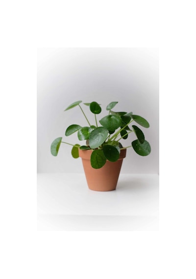 Pilea Çiçeği - Çin Para Bitkisi 5787
