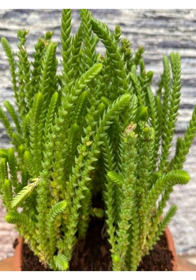 Videolu 1 Adet Prenses Çamı Çiçeği 10-15 Cm Saksılı Çiçekli Bodur Bitkiler Crassula Muscosa