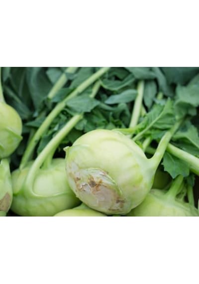 Meşhur Alabaş Tohumu 30 Tohum Kohlrabi Tohumu