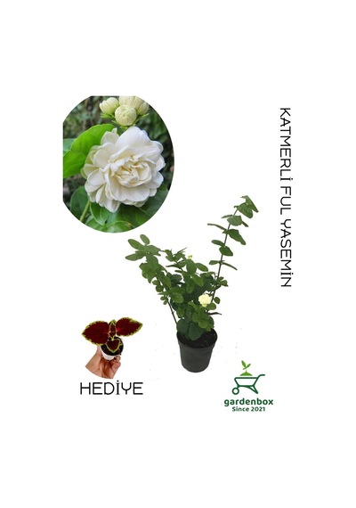 Mis Kokulu Ketmerli Yasemin Çiçeği 1 Adet Saksılı/tüplü 30-60cm +yaprak Güzeli
