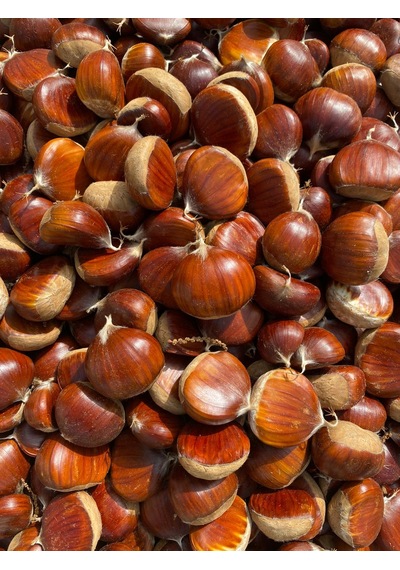 Tiresepeti Doğal Taze Kestane İri Boy Yeni Mahsül 1 KG