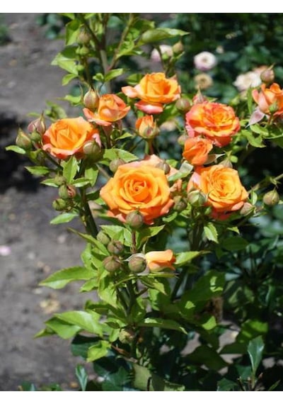 Videolu Minyatür Gül Turuncu Renkli 20 40 Cm 1 Adet Aşılı Gül Orange Rose