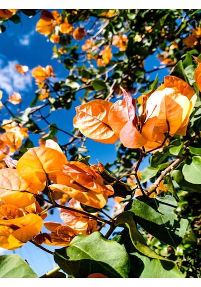 Videolu Kayısı Rengi Begonvil 40 50 Cm 1 Adet Saksılı/ Tüplü Dış Mekan Bitkisi Bougainvillea