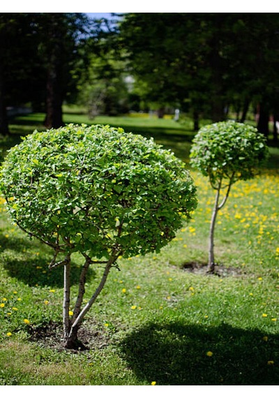 Videolu Bol Yapraklı 3 Adet Şimşir Fidanı Saksılı 30-50cm Boxwood Sapling